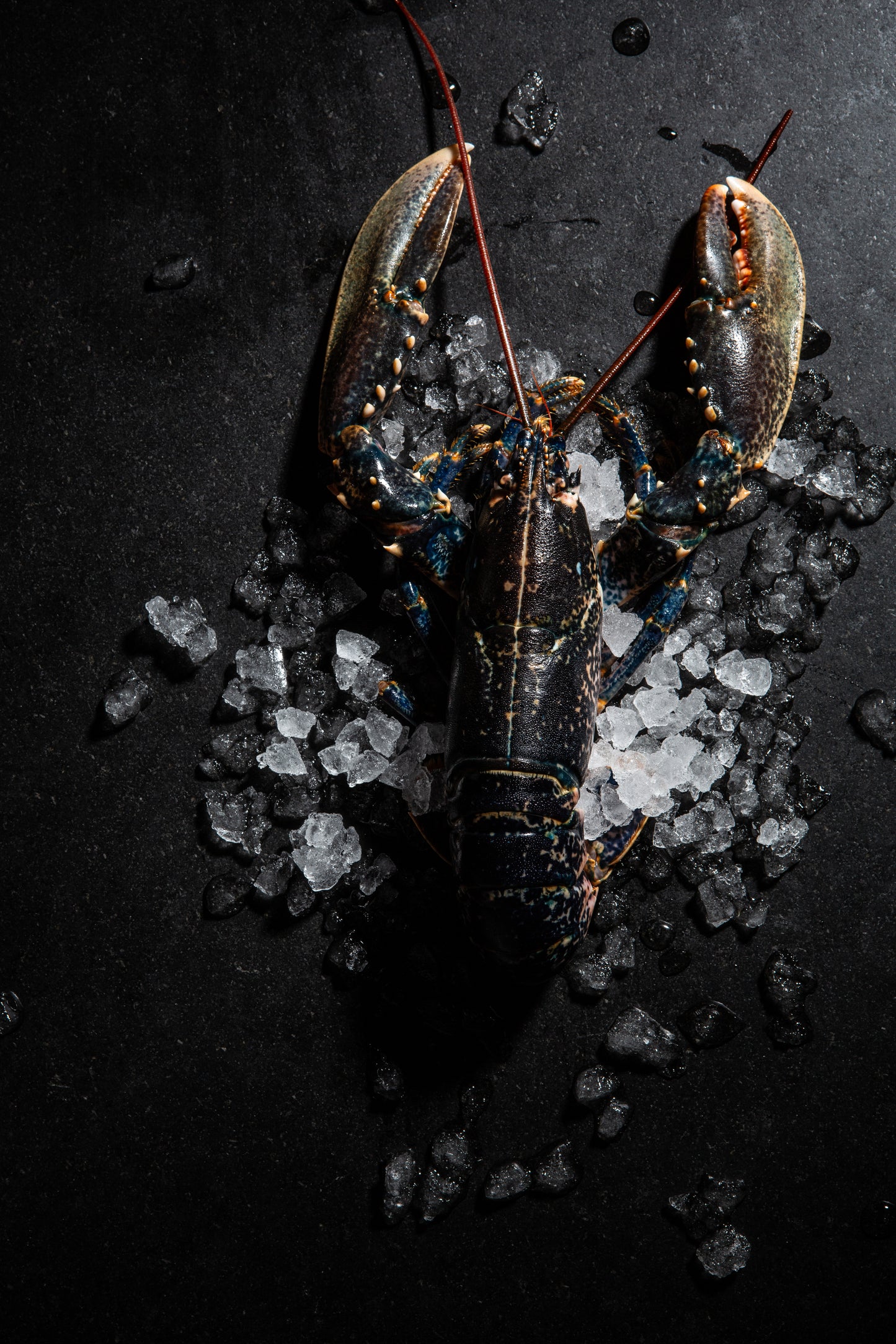 10x nยุm "Homard' 70g